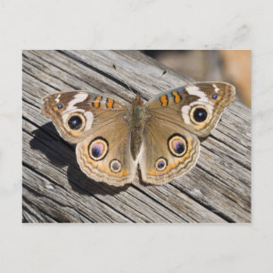 Carte Postale Gros plan du papillon commun (Junonia)