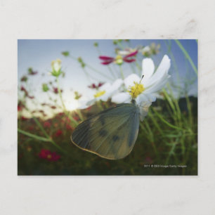 Carte Postale Gros plan du papillon sur la fleur