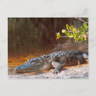 Carte Postale Gros plan d'un alligator américain au J.N.
