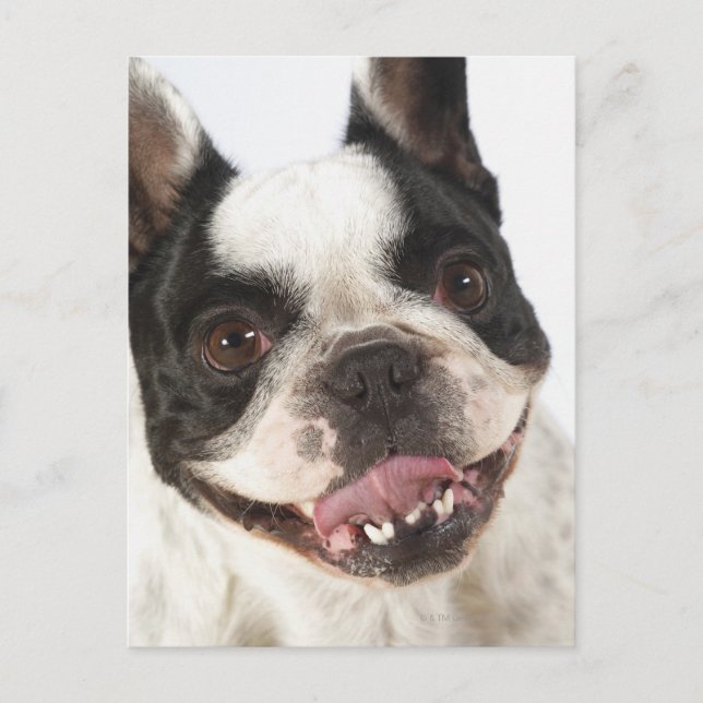 Carte Postale Gros plan d'un Boston Terrier qui sort son (Devant)