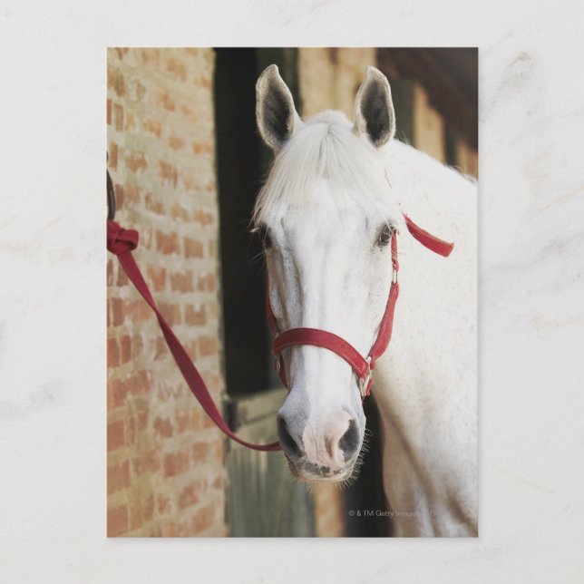 Carte Postale Gros plan d'un cheval 2 (Devant)