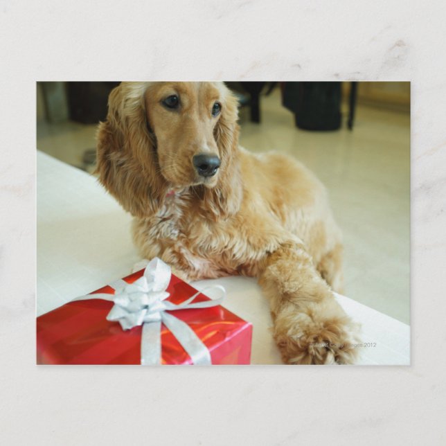 Carte Postale Gros plan d'un chien avec un cadeau (Devant)