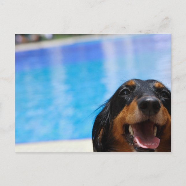 Carte Postale Gros plan d'un chien Dachshund (Devant)