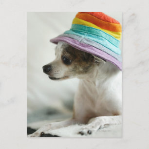 Carte Postale Gros plan d'un Chihuahua portant un casquette