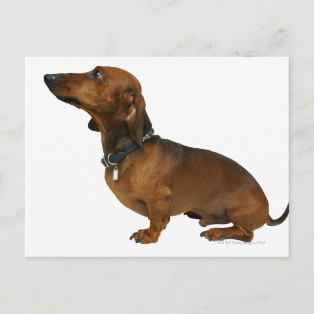 Carte Postale Gros plan d'un dachshund (Devant)