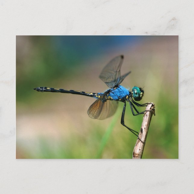 Carte Postale Gros Plan D'Un Dragon Bleu Sur Une Branche (Devant)