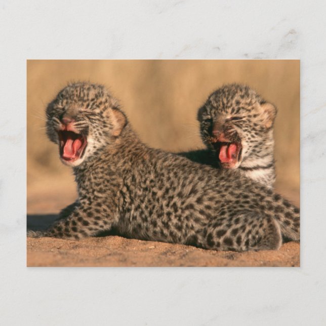 Carte Postale Gros plan d'un léopard nouveau-né (Panthera Pardus (Devant)