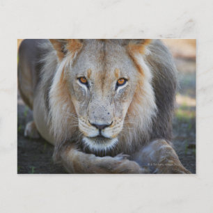 Carte Postale gros plan d'un lion mâle, Panthera leo,