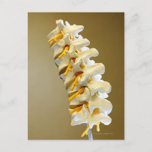 Carte Postale Gros plan d'un modèle médical de vertèbres de