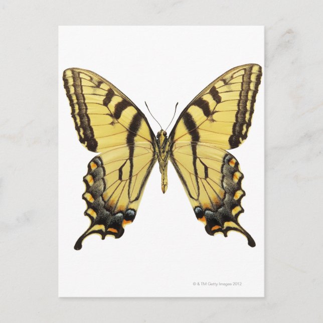 Carte Postale Gros plan d'un papillon 2 (Devant)