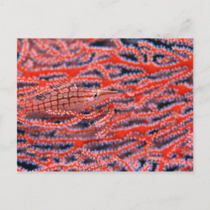 Carte Postale Gros plan d'un poisson-faucon à long nez, Okinawa