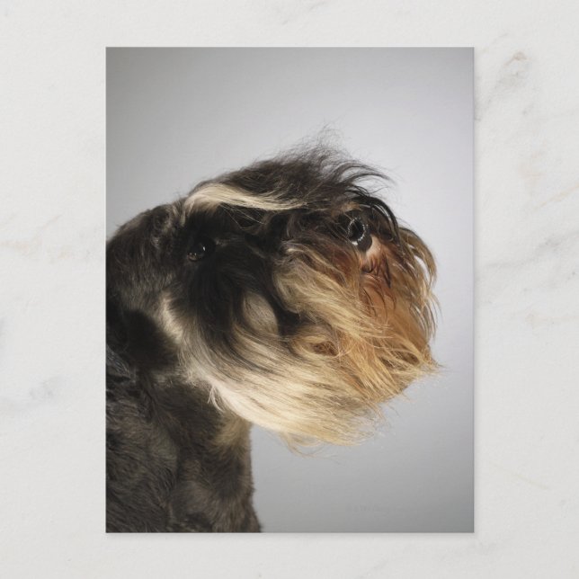 Carte Postale Gros plan d'un Schnauzer (Devant)