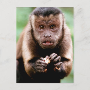 Carte Postale Gros plan d'un singe capucin à cou noir