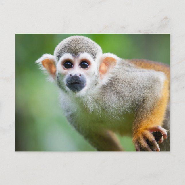 Carte Postale Gros plan d'un singe écureuil commun (Devant)