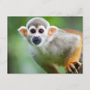 Carte Postale Gros plan d'un singe écureuil commun