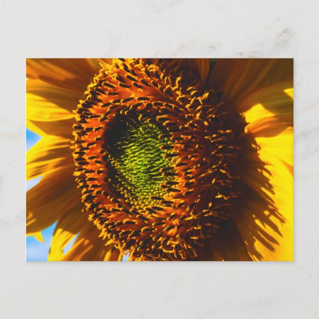 Carte Postale Gros plan d'un tournesol (Devant)