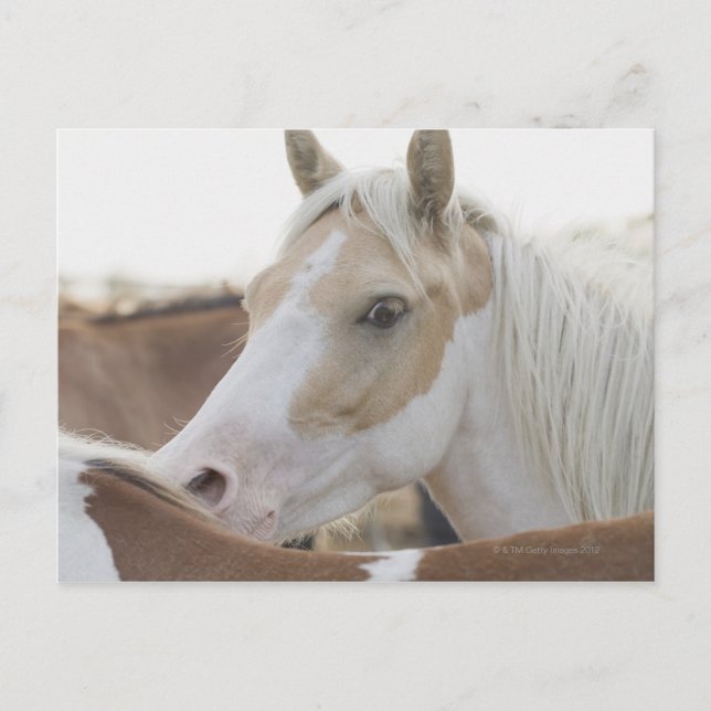 Carte Postale Gros plan d'un troupeau de chevaux 2 (Devant)