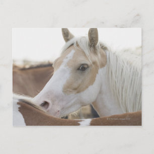 Carte Postale Gros plan d'un troupeau de chevaux 2
