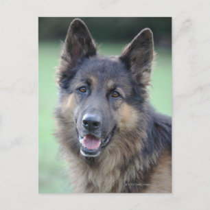 Carte Postale gros plan d'un visage de chien