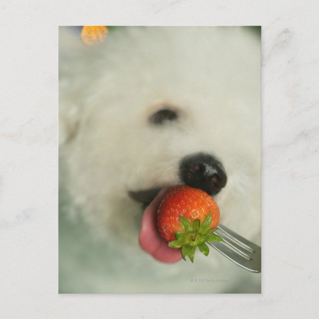 Carte Postale Gros plan d'une Bichon Frise mangeant une fraise (Devant)