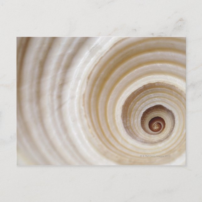 Carte Postale Gros plan d'une coquille animale (Devant)