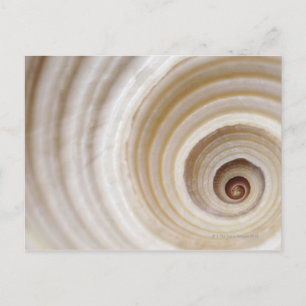 Carte Postale Gros plan d'une coquille animale