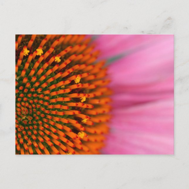 Carte Postale Gros plan d'une fleur conique en été, (Devant)