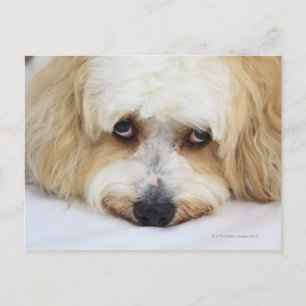 Carte Postale gros plan humoristique de bichon frise dog
