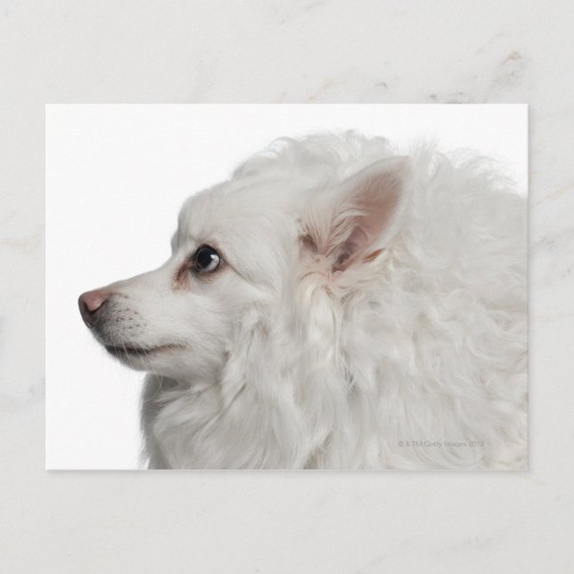 Carte Postale Gros plan Keeshond (10 ans) (Devant)