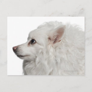 Carte Postale Gros plan Keeshond (10 ans)
