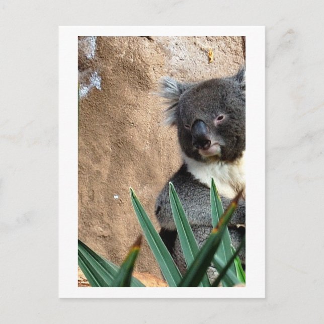 Carte postale Gros Plan Koala (Devant)