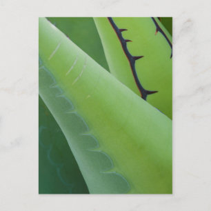 Carte Postale Gros Plan Sur Agave