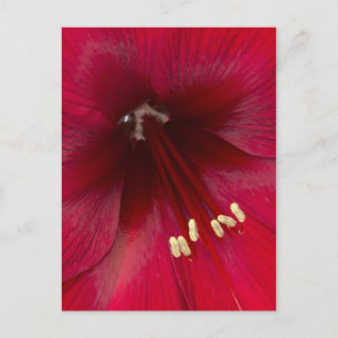 Carte Postale Gros plan sur azalée rouge