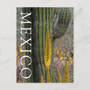 Carte Postale Gros plan sur cactus et agave