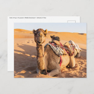 Carte Postale Gros plan sur Camel dans le désert d'Oman