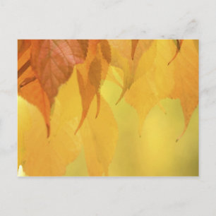 Carte Postale Gros plan sur des feuilles d'automne sur une branc