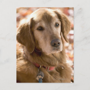 Carte Postale Gros plan sur golden labrador retriever dog