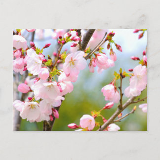 Carte Postale Gros plan sur la fleur de cerise