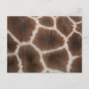 Carte Postale Gros plan sur la peau des girafes