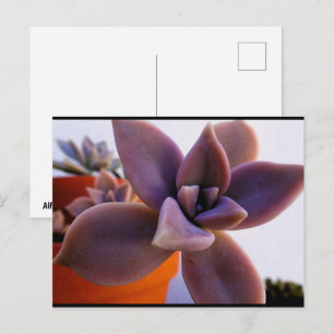 Carte Postale Gros plan sur la plante fantôme succulente