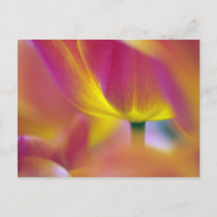 Carte Postale Gros plan sur le dessous d'une fleur de tulipe, Ku