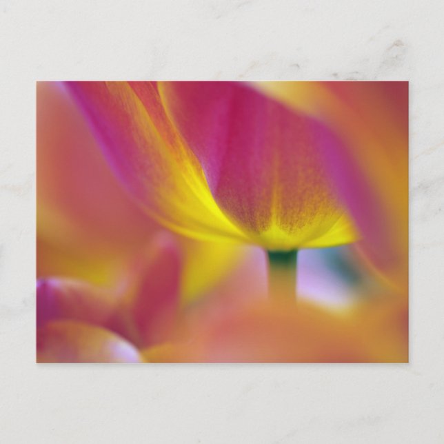Carte Postale Gros plan sur le dessous d'une fleur de tulipe, Ku (Devant)