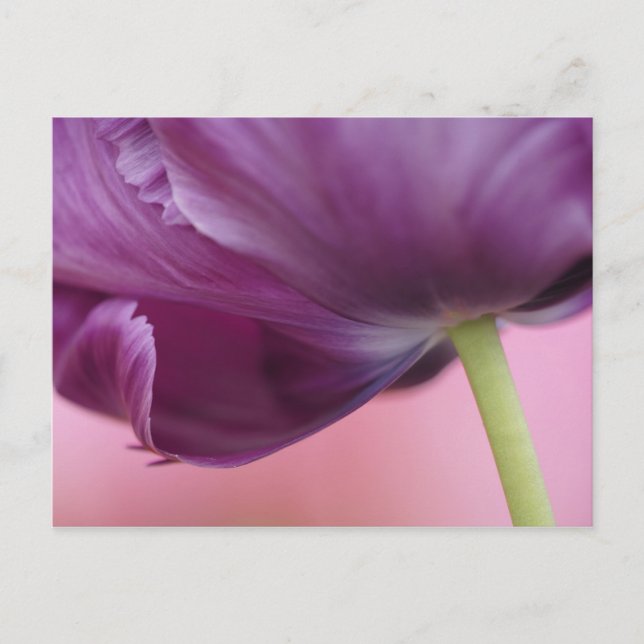 Carte Postale Gros plan sur le dessous d'une fleur de tulipe, Ku (Devant)