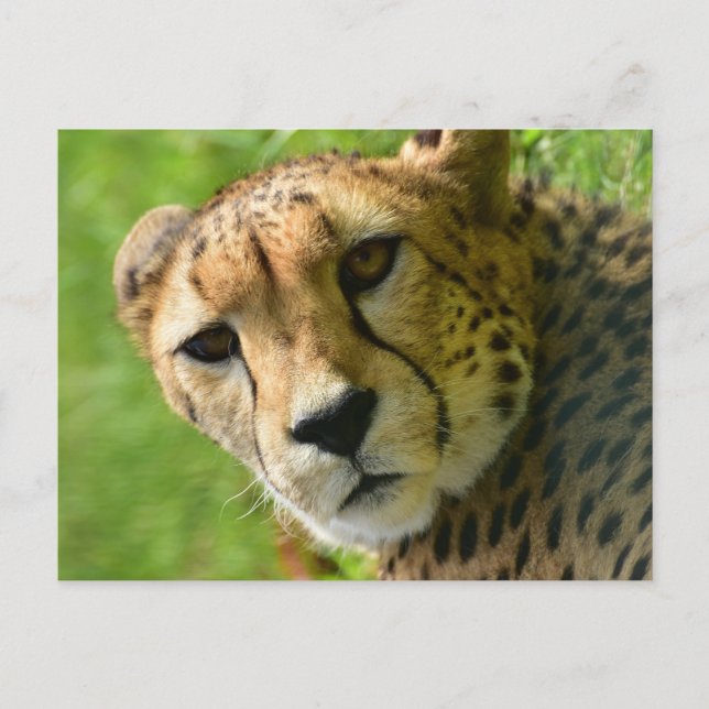 Carte Postale Gros plan sur le visage de guépard (Devant)