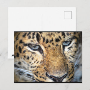 Carte Postale Gros plan sur léopard