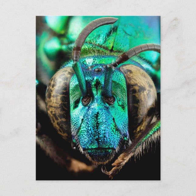 Carte Postale Gros plan sur les abeilles (Devant)