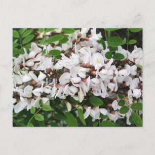 Carte Postale Gros plan sur les fleurs d'acacia