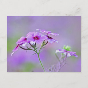 Carte Postale Gros plan sur Phlox de Drummond, Phlox drummondi,