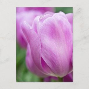 Carte Postale Gros plan sur tulipe