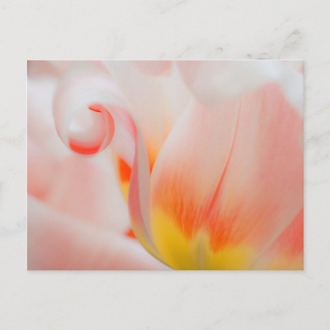 Carte Postale Gros plan sur tulipe 3 (Devant)